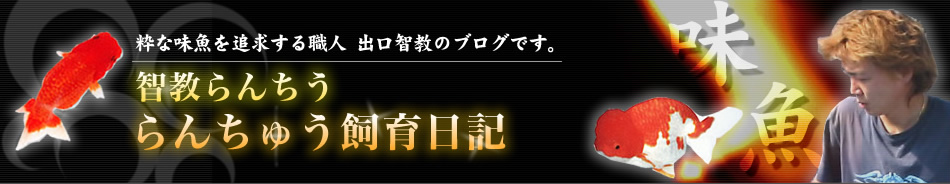 智教らんちう　らんちゅう飼育日記