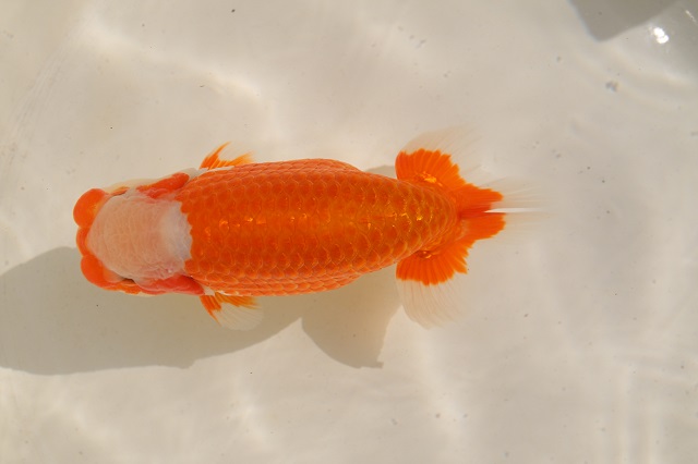 ６　当歳魚　東大関 - コピー.JPG