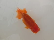 前がかりの効いた尾が特徴の逸品魚