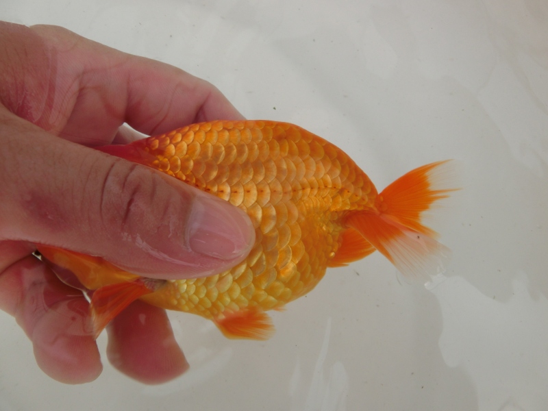 【らんちゅう当歳魚】前がかりの効いた尾が特徴の逸品魚