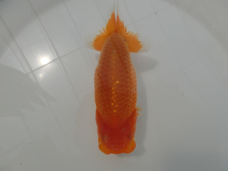 【らんちゅう当歳魚】ご注文有難う御座いました。