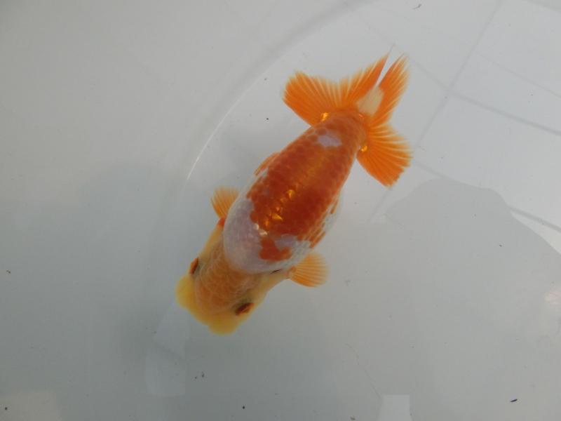 【らんちゅう当歳魚】尾張のキツイクリーム更紗　当歳魚　四尾二本舵　約10㎝