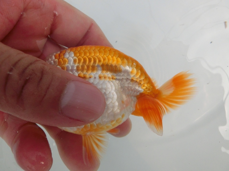 【らんちゅう当歳魚】尾張のキツイクリーム更紗　当歳魚　四尾二本舵　約10㎝