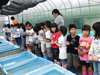 小学2年生 らんちゅう養魚場での課外授業