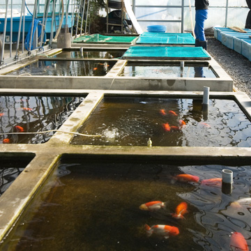 智教らんちゅう養魚場のコンクリートタタキ